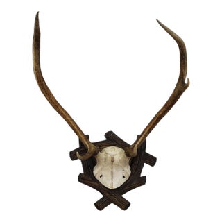 Large Black Forest Antique Deer Trophy, Germany 1940s For Sale