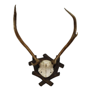 Large Black Forest Antique Deer Trophy, Germany 1940s