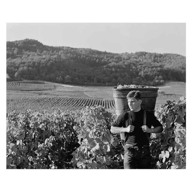 Italian Vineyard' Unframed Archival Pigment Print For Sale