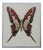 Michele Astolfi, Red Butterfly, 2000s, Mixed Media, Framed For Sale