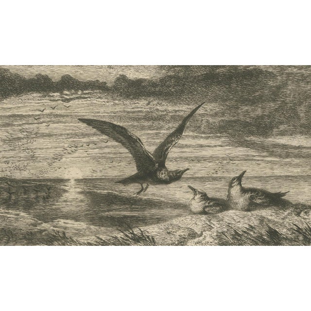 Late 19th Century After R. Ansdell, Seagulls at Sunset on Coastal Cliffs, Etching, 1872 For Sale - Image 5 of 9