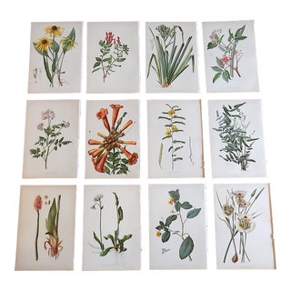 Antique 19th Century American Botanical Lithographs - Set of 12 For Sale