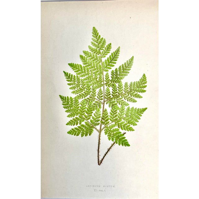 Mid 19th Century Antique Botanical Lithograph of a Fern Print by Edward J. Lowe London c.1867 For Sale - Image 5 of 6