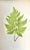 Mid 19th Century Antique Botanical Lithograph of a Fern Print by Edward J. Lowe London c.1867 For Sale - Image 5 of 6