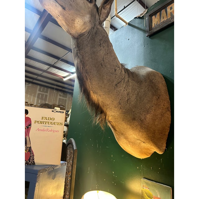 1970s 1970s Large Taxidermy Kudu Head With Curved Horns For Sale - Image 5 of 8