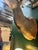 1970s 1970s Large Taxidermy Kudu Head With Curved Horns For Sale - Image 5 of 8