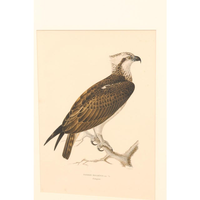 Early 20th Century Swedish Framed Osprey Lithographs, C. 1920 - Set of 2 For Sale - Image 9 of 12