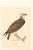 Early 20th Century Swedish Framed Osprey Lithographs, C. 1920 - Set of 2 For Sale - Image 9 of 12