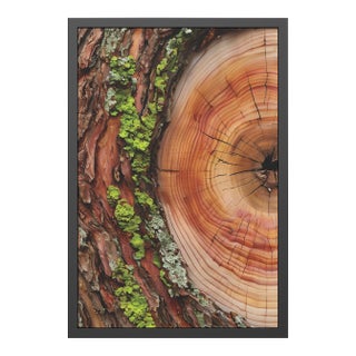 24 X 36 Tree Rings Moss Wall Art Print With Lichen – Fine Art Giclée For Sale