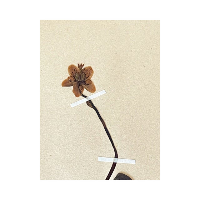 Unframed vintage Swedish herbarium, circa 1932 with original handwritten label.