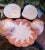 A set of 3 vintage Fitz and Floyd Coquille 2 trinket ceramic boxes and sea shell oval catchall plate. The trinket boxes...