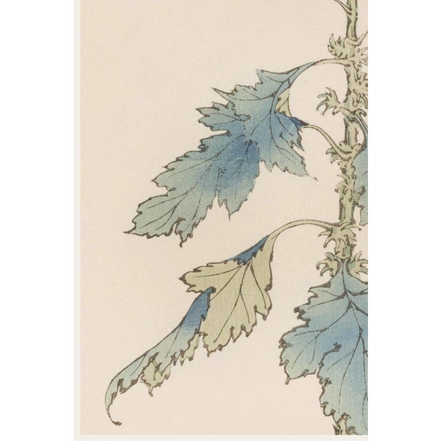 White Pompon Mum by Hasegawa, Vintage Japanese Botanical Art Print, 20" X 30" For Sale - Image 4 of 9