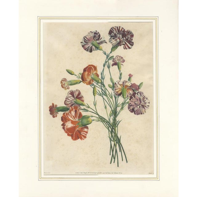 Jean-Louis Prévost, Botanical Print of Carnations, 1805, Paper For Sale - Image 9 of 9