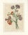 Jean-Louis Prévost, Botanical Print of Carnations, 1805, Paper For Sale - Image 9 of 9