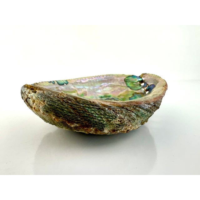 Vintage Natural Abalone Shell Small Bowl For Sale - Image 4 of 12