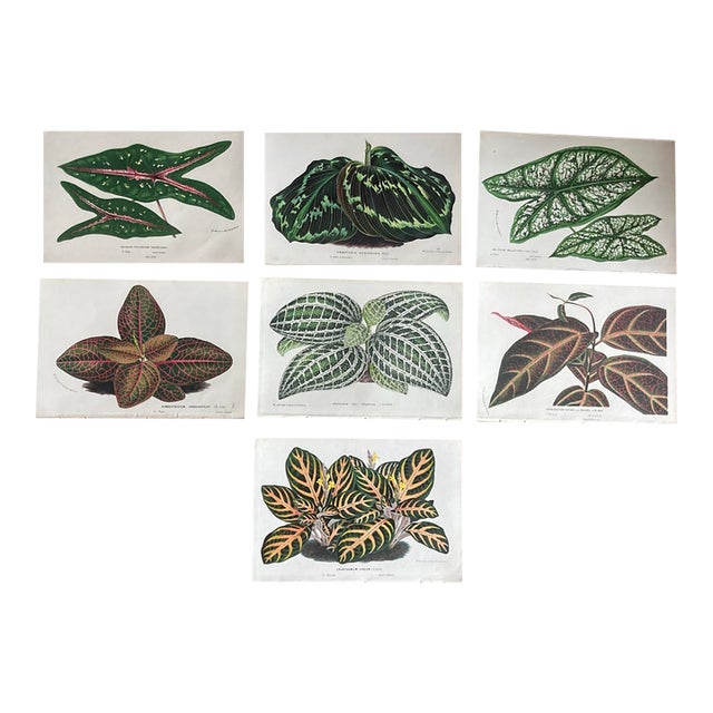 Charming Set of 7 Authentic 19th Century Color Botanical Prints Unframed For Sale