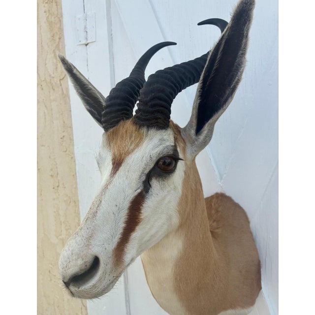 1990s African Springbok Antelope Shoulder Mount Taxidermy South Africa For Sale - Image 5 of 13