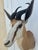 1990s African Springbok Antelope Shoulder Mount Taxidermy South Africa For Sale - Image 5 of 13