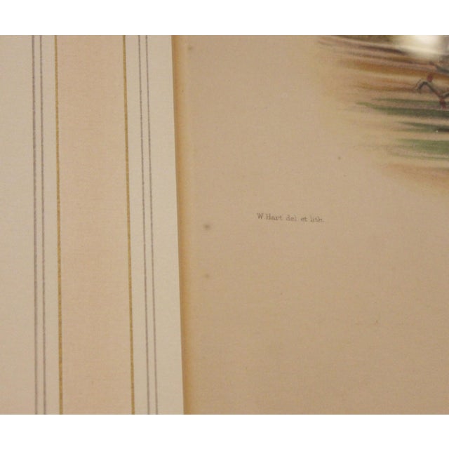 Victorian 1893 English Framed Lithograph of the Pitta Iris by William Matthew Hart For Sale - Image 3 of 7