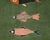 Not Yet Made - Made To Order Koi Fish Olive Green Hand Knotted Runner Rug 2.6x6Ft. For Sale - Image 5 of 18