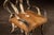 Brown Mid 20th Century Monumental Longhorn Horn Throne Chair For Sale - Image 8 of 13