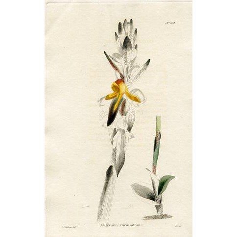 Illustration 1820s, the Botanical Cabinet, Set of 6 Antique Botanical Prints, Engravings, Hand Colored, England For Sale - Image 3 of 8