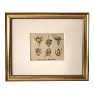 Antique French Floral Botanical Ink Drawing by Achille Richard C.1830
