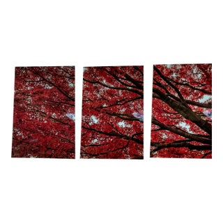 Limited Edition "Japanese Fire Maple" Acrylic Triptych Wall Art by Gerome Bonner – 5 of 15 For Sale