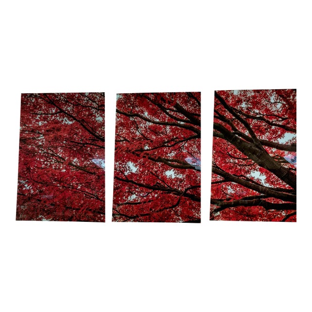 Limited Edition "Japanese Fire Maple" Acrylic Triptych Wall Art by Gerome Bonner – 5 of 15 For Sale