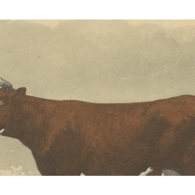 Unknown, Flemish Cow, 1873, Paper For Sale - Image 4 of 12