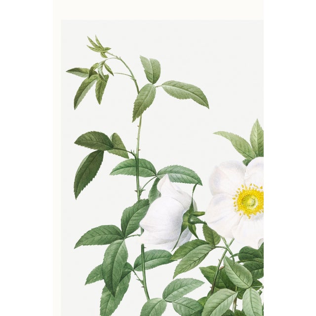 Green Cherokee Rose, Vintage Botanical Art Print Reproduction by Pierre-Joseph Redouté, 16" X 24" For Sale - Image 8 of 11