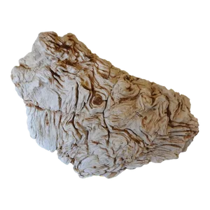 Rare Large Scale Petrified Root Stock - Museum Quality Specimen / Sculpture