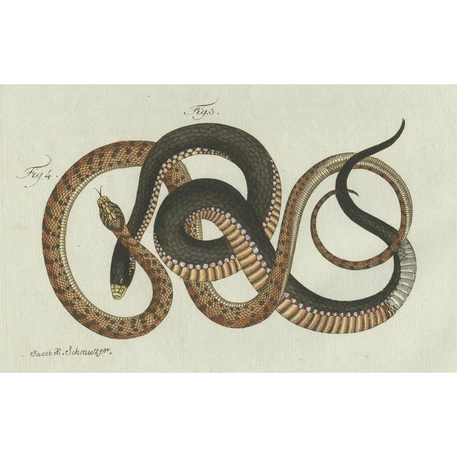 Paper Bertuch, Four Exotic Snakes, 1802, Engraving For Sale - Image 7 of 10