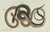 Paper Bertuch, Four Exotic Snakes, 1802, Engraving For Sale - Image 7 of 10