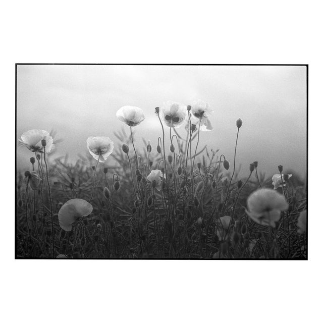 Paul Cooklin, Ap 2-5 - Poppys, Suffolk, Edition 5-50 For Sale