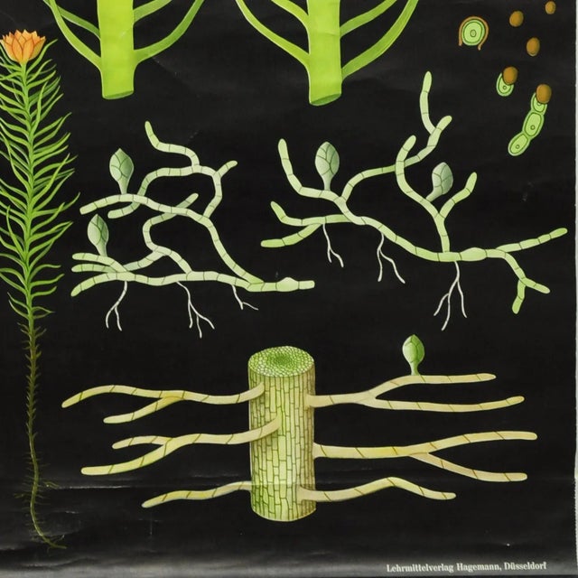 Vintage Country Style Hair Moss Rollable Wall Chart Poster by Jung Koch Quentell For Sale - Image 4 of 6