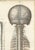 Brain and Spinal Cord in Situ from Hirschfeld, 1866 For Sale - Image 4 of 8