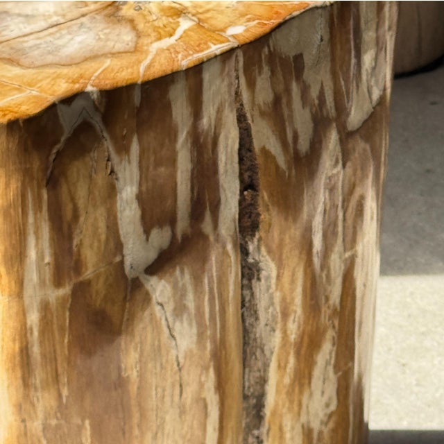 Oval Side Table in Petrified Wood, 1980s For Sale - Image 6 of 18