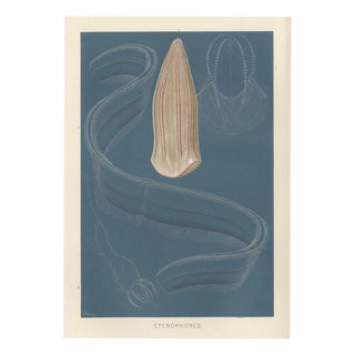 Richard Lydekker, Ctenophores (Comb Jellies) Marine Invertebrates, 1896, Color Process Print For Sale
