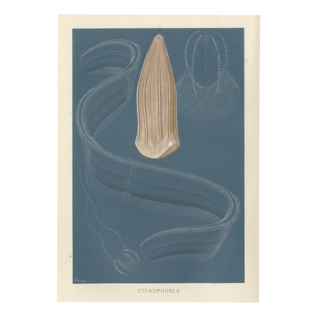 Richard Lydekker, Ctenophores (Comb Jellies) Marine Invertebrates, 1896, Color Process Print For Sale