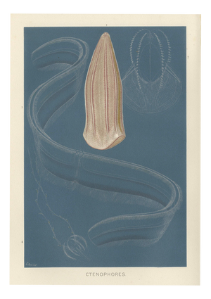 Richard Lydekker, Ctenophores (Comb Jellies) Marine Invertebrates, 1896, Color Process Print