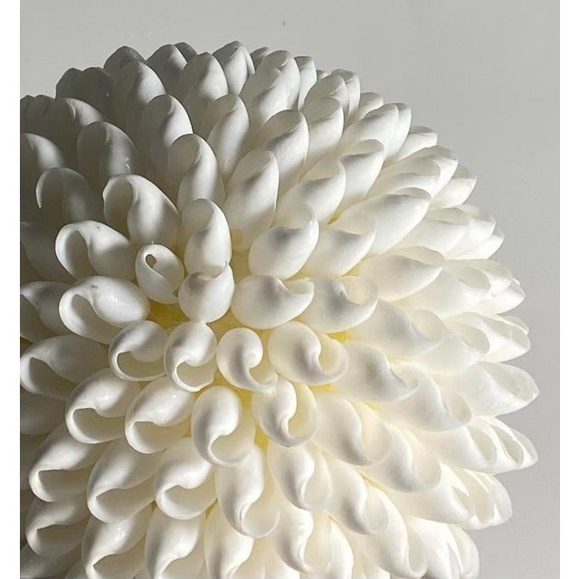 Shell Vintage White Sea Shell Decorative Ball For Sale - Image 7 of 9