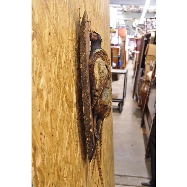 Vintage Ringneck Pheasant Bird Full Body Wall Mount on Wood Taxidermy Decor. Circa Mid 20th Century. Measurements...