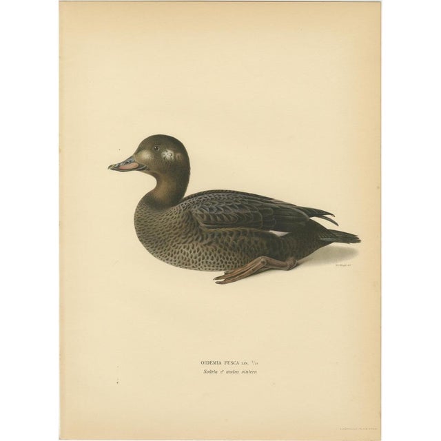 Scandinavian Bird Charts of Velvet Scoter Ducks, 1929, Prints, Set of 3 For Sale - Image 4 of 10