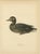 Scandinavian Bird Charts of Velvet Scoter Ducks, 1929, Prints, Set of 3 For Sale - Image 4 of 10