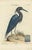 Seligman, Der Blaue Reiher, Hand-Colored Engraving of the Blue Heron, 1770, Print For Sale