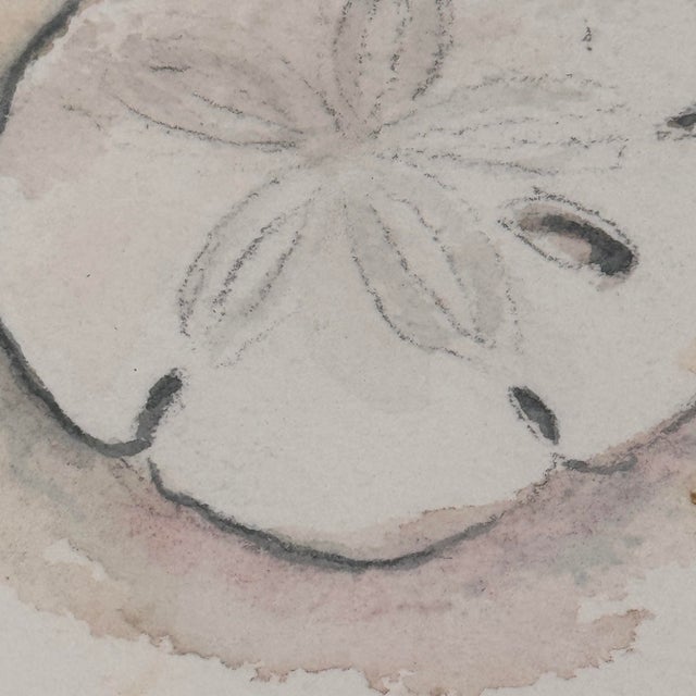 Coastal Signed "Dianne Grusso '91." Original Sand Dollar Watercolor Still Life For Sale - Image 3 of 11