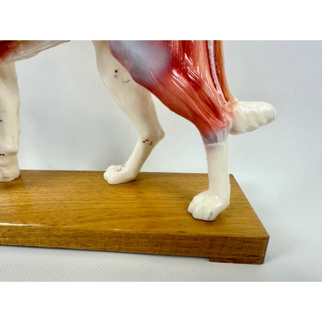 Vintage Vinyl Dog Acupuncture Model, 1970s For Sale - Image 15 of 16