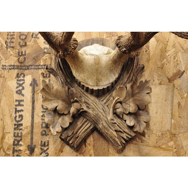 Antique Black Forest Victorian Wall Mounted Taxidermy Large Deer Skull & Antlers For Sale - Image 4 of 17