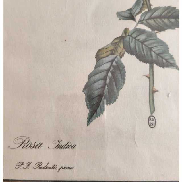 Pierre Joseph Redouté, Botanical of Bengal Rose, 1920s, Lithograph For Sale - Image 6 of 7